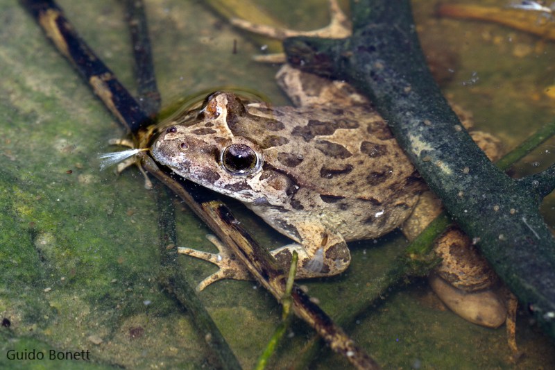 Credit: Guido Bonnet